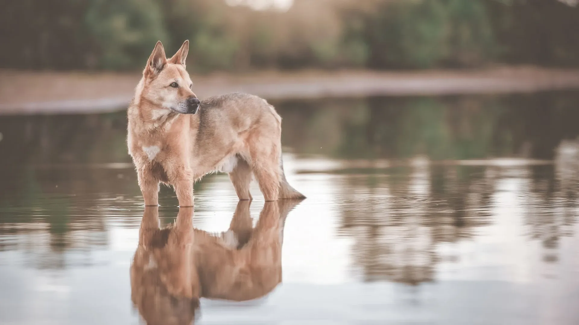 Canaan Dog
